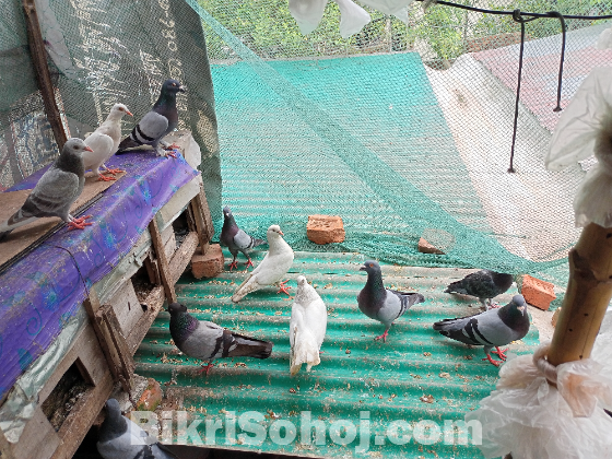 বৈচিত্র্যময় কবুতর বিক্রি